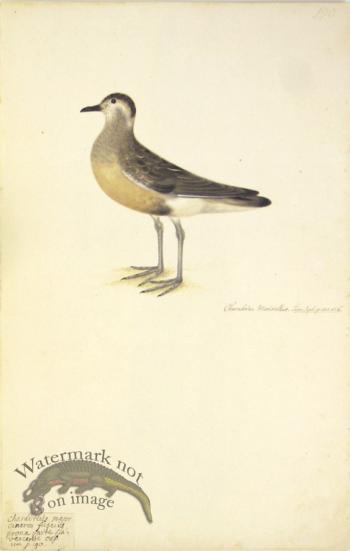 190 Swedish Birds . Charadrius Morinellus.Eurasian Dotterel
